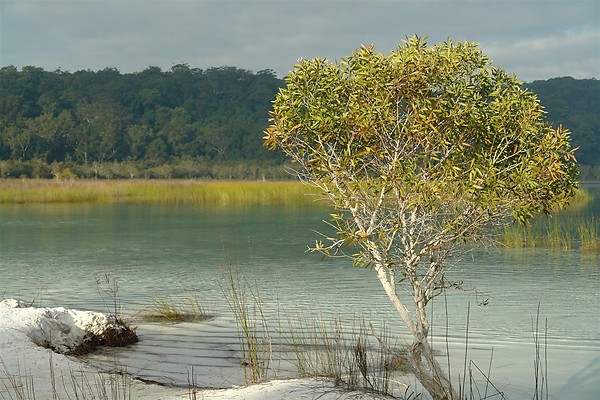 Lake Birrabeen, south of Central Station rainforest campground on Fraser Island.