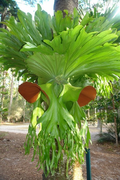 Magnificent Staghorn specimen - Central Station, Fraser Island