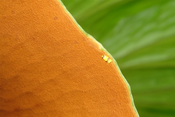 Close up of bug on a Staghorn tree fern - Fraser Island