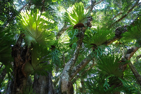 Staghorn and Elkhorn tree fern canopy - Fraser Island