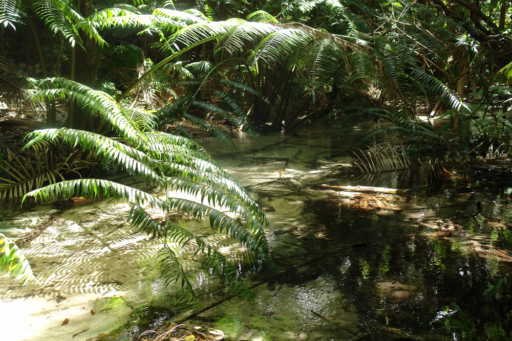 Wanggoolba Creek at Central Station gives you an idea of how pristine this environment actually is.