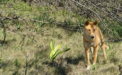 In the scrub.